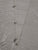 Dacron Head Sail by North Sails for Etchells 22 in Excellent Condition 25.5' Luff