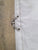 Dacron Main Sail for Catalina 34 by Catalina Sails in Good Condition 39' Luff